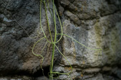 Illustration insinuating - Image 1