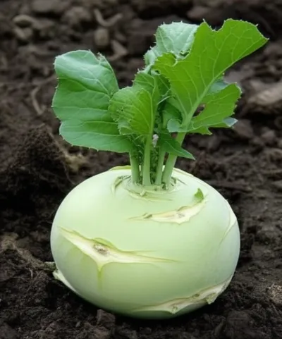 Illustration kohlrabi - Image 2