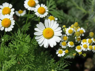 Illustration camomile - Image 1