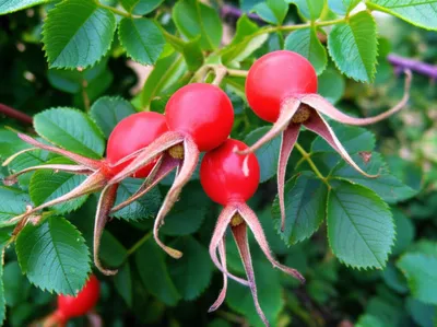 Illustration rose - Image 1