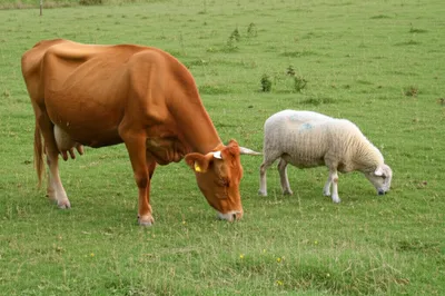 Illustration sooks - Image 1