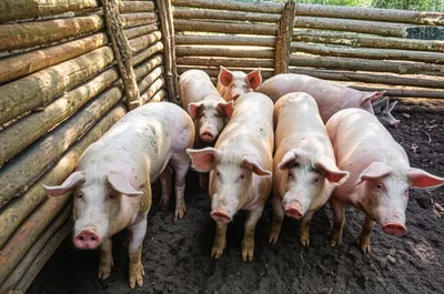 Illustration swine - Image 1