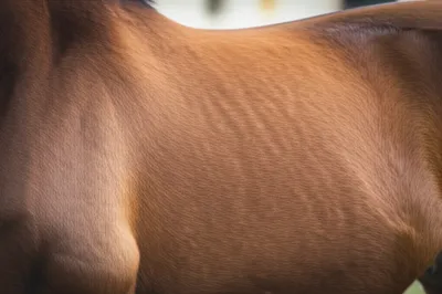 Illustration filet - Image 1