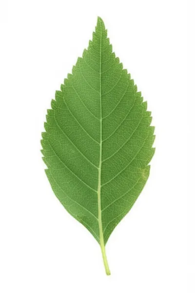 Illustration leaflet - Image 1