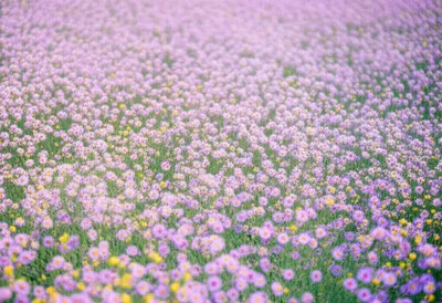 Illustration gentlest - Image 2