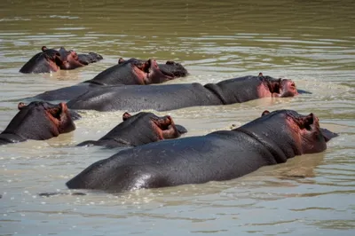 Illustration wallows - Image 1