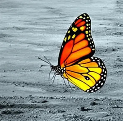 Illustration transient - Image 1