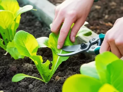 Illustration thins - Image 1