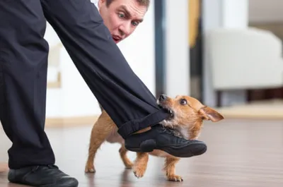 Illustration importunate