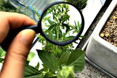 Illustration botanical - Image 2