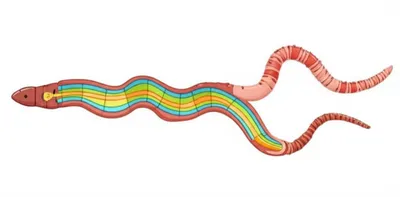 Illustration septa - Image 1