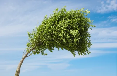 Illustration flexion - Image 1