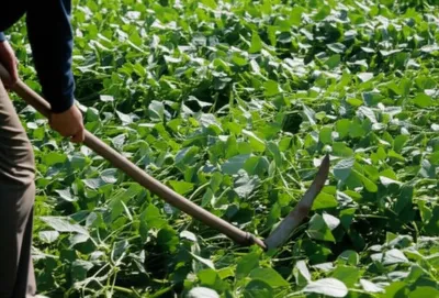 Illustration throats - Image 1