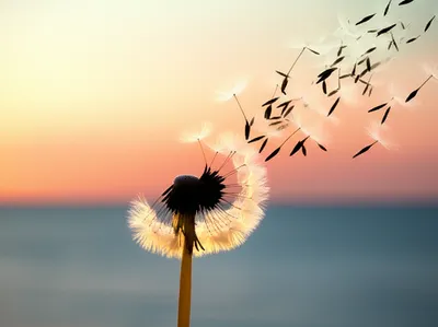 Illustration transient - Image 1