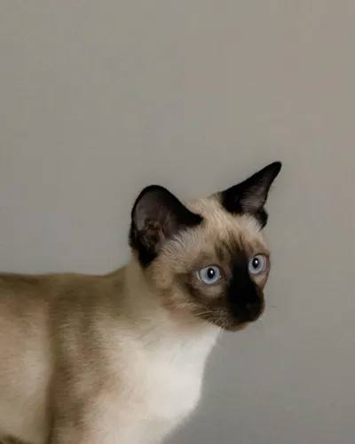 Illustration adorably