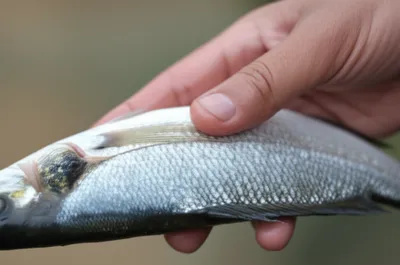 Illustration scaled - Image 1