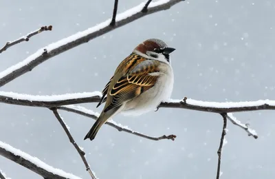 Illustration pities - Image 1