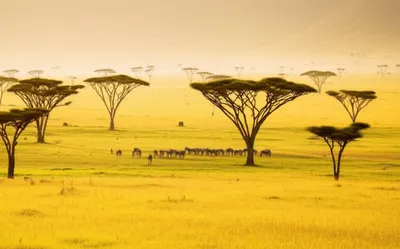 Illustration savannah