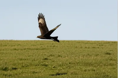 Illustration whiffled - Image 1