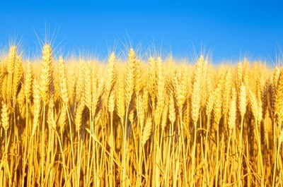 Illustration flours - Image 1