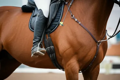 Illustration legs - Image 1