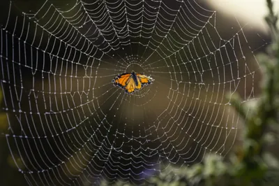 Illustration weaker - Image 1