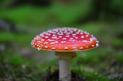 Illustration caps - Image 1