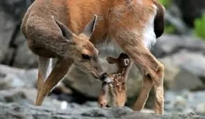 Illustration fawn - Image 2