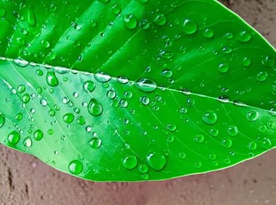 Illustration dampened