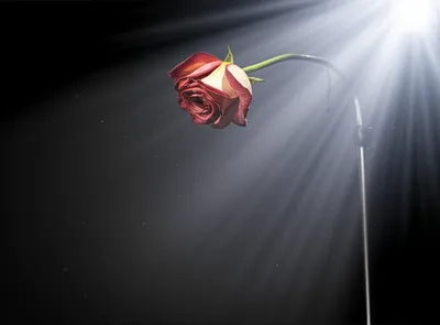 Illustration cancelling - Image 1