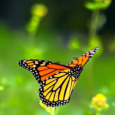 Illustration flittered - Image 1