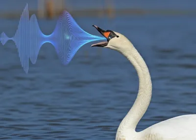 Illustration trumpeter - Image 1