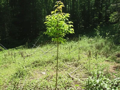 Illustration erected - Image 1