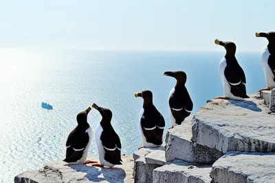 Illustration scouts - Image 1