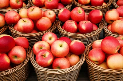 Illustration dividing - Image 1