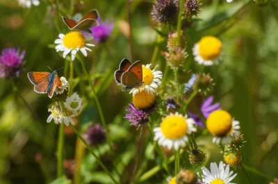 Illustration elfins - Image 1