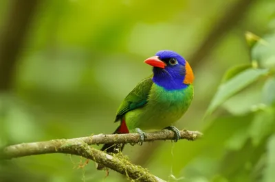 Illustration masked - Image 1