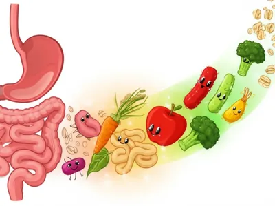 Illustration digestives