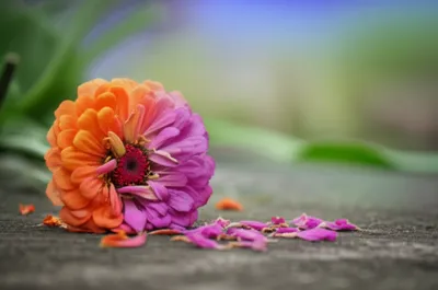 Illustration fading - Image 1