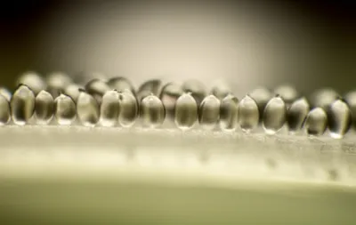 Illustration trichomes - Image 1