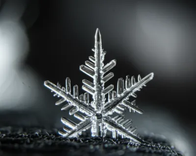 Illustration spicula - Image 1