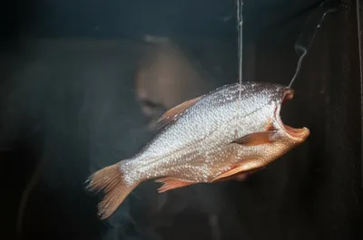 Illustration bloated - Image 1