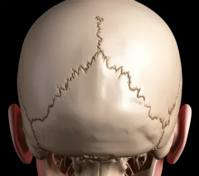 Illustration tori - Image 1