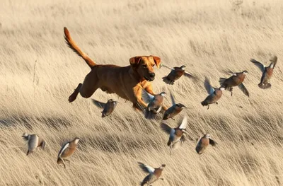 Illustration starters - Image 1