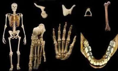 Illustration bone - Image 2