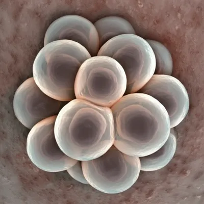 Illustration crop - Image 1