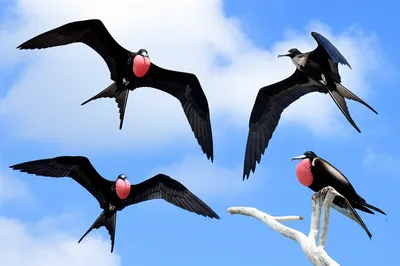 Illustration frigatebird