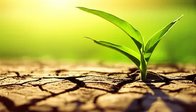 Illustration renewing - Image 1