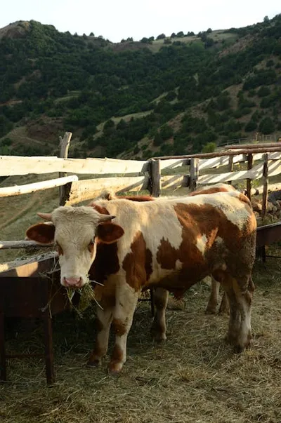 Illustration corrals - Image 2