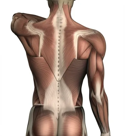 Illustration latissimus